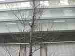20061202OneLeaf.jpg