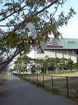 Sakura2006-1.JPG