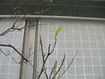 20061202OneLeaf2.jpg
