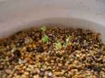 basil20070601-2.JPG